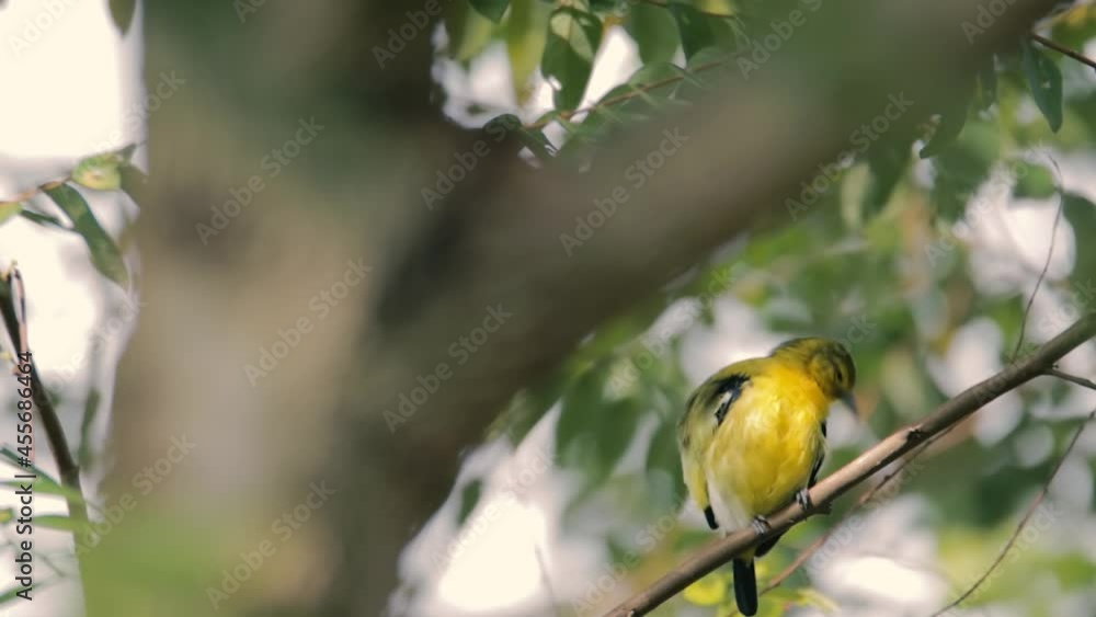 Common Iora (Aegithina tiphia) perched on tree branch looking for fruits in natural habitat