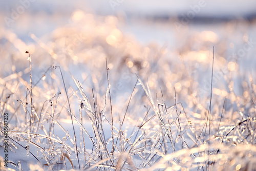 the grass glistening in the sunlight, covered with frost and ice. Selective focus. © Ann Stryzhekin