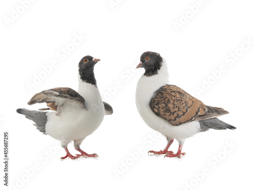 Two German pigeon modena isolated on white background