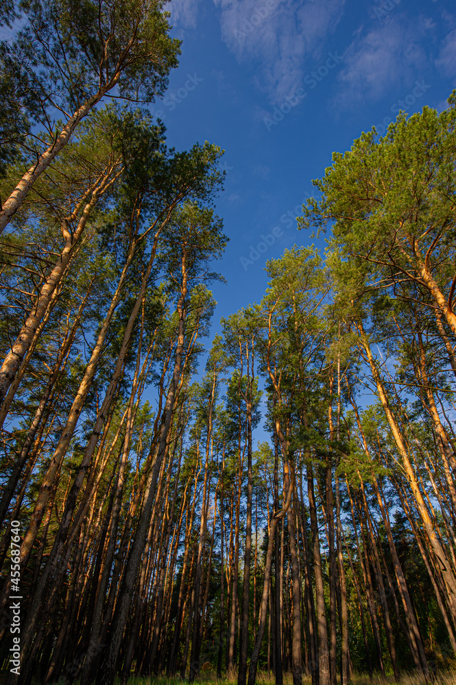 Fototapeta premium High pine trees in the forest.