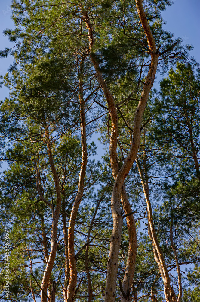 High pine trees in the forest.
