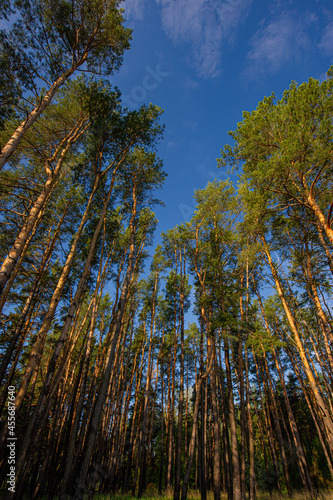 High pine trees in the forest.