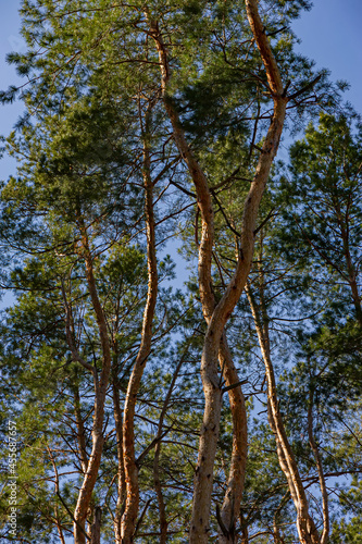 High pine trees in the forest.