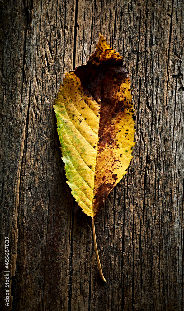 An autumn leaf on rustic wooden background