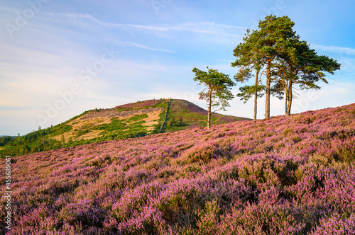 Ros Hill and Scots Pines on Hepburn Moor, located near Chillingham, north Northumberland in the North East of England and is covered in blooming heather during summer