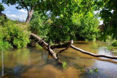 Scenery of a fallen tree in the river. Sunny day near of the river. Trunk oak in water of the river. 