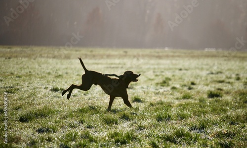 hunting dog running