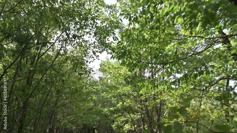 Foresta in 4k Foresta in 4k