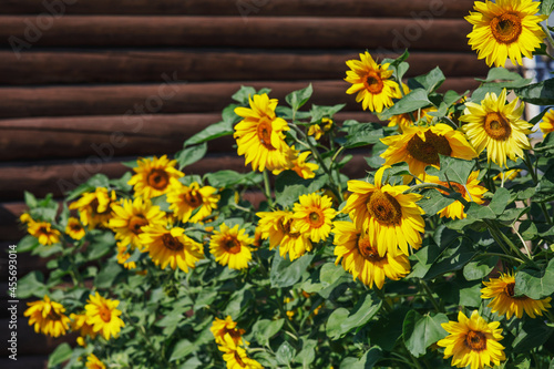 Fototapeta Naklejka Na Ścianę i Meble -  Yellow sunflowers against a wall of brown logs. Rural landscape on a warm summer day. Landscaping of the yard with large plants.