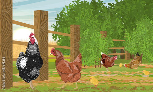 Rooster, hens and chickens are walking in the courtyard, separated by a fence from the forest. Domestic bird. Agricultural vector realistic landscape