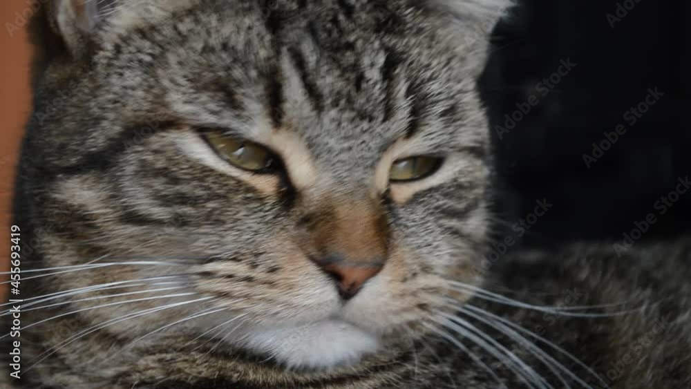 Cat's face close-up. The cat licks its muzzle. Cat's face close-up. The cat licks its muzzle.