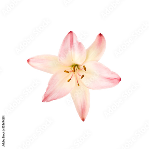 large lily flower of gentle pink color isolated on white background. for the design of posters  websites  brochures and business cards
