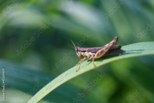 Grasshoppers cling to the grass beautifully in the morning.