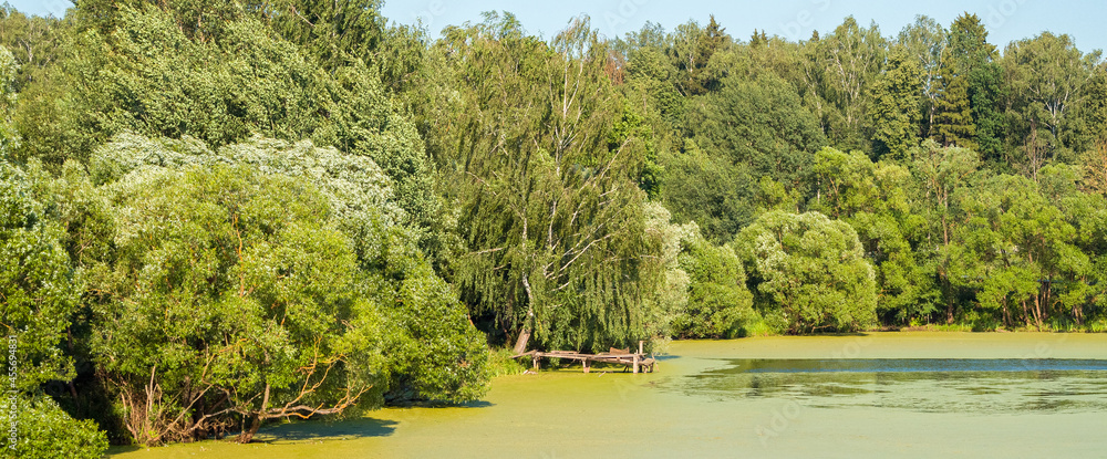 Panorama of russian nature in summer. View on pond overgrown with duckweed and green trees on coast