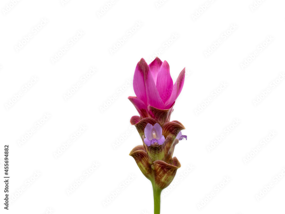 Siam Tulip isolated on white background