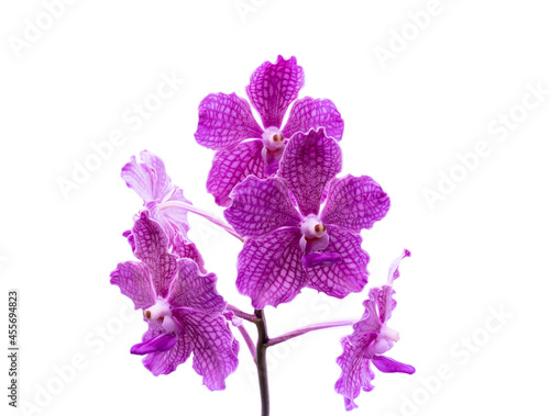 Purple orchid flower phalaenopsis, phalaenopsis or falah on a white background. Purple phalaenopsis flowers on the right. known as butterfly orchids. Selective focus. There is a place for your text. photo