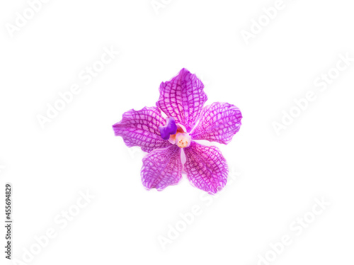 a delicate scarlet pink flower phalaenopsis orchid isolated on white background.