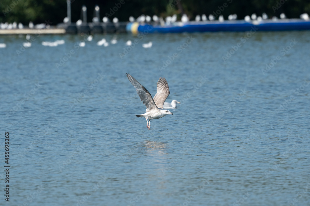 Fototapeta premium seagull in the water