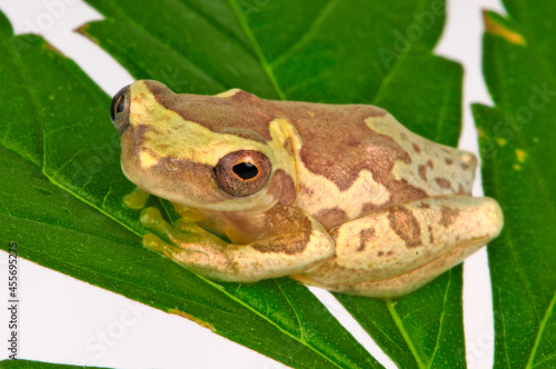 Hourglass treefrog, pantless treefrog // Bromelienlaubfrosch, Sanduhr Laubfrosch (Dendropsophus ebraccatus) photo
