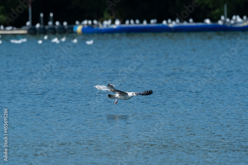 seagull in the lake