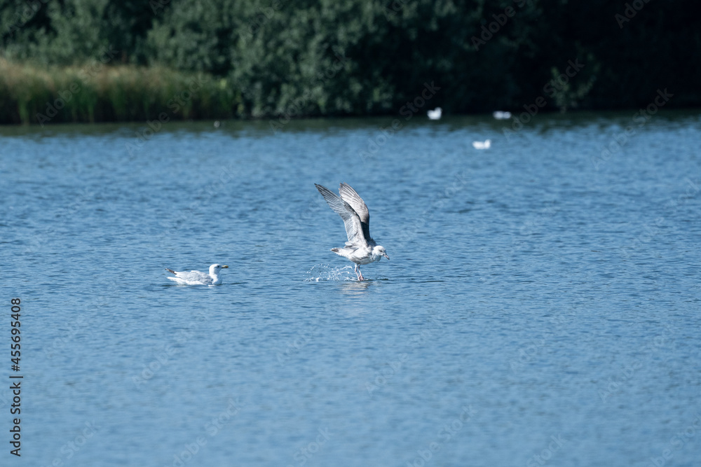 Naklejka premium seagull on the water