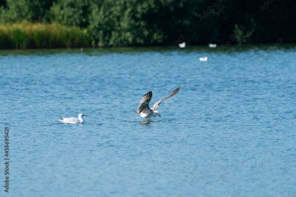 Naklejka premium gull in the lake