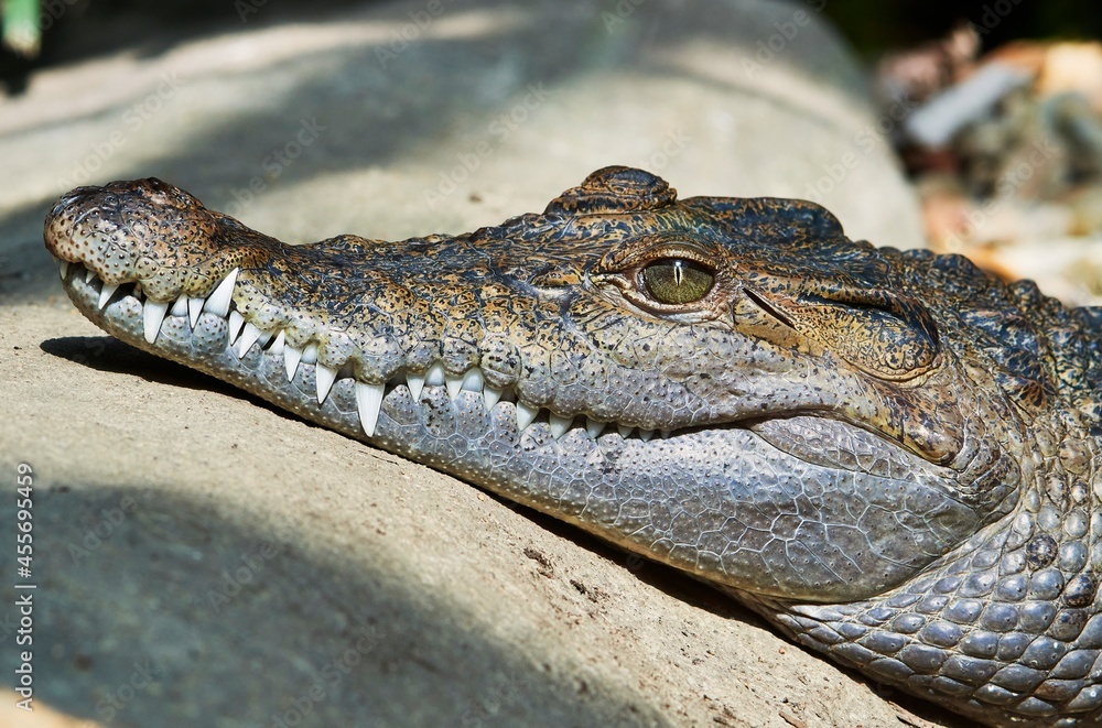 Freshwater crocodile ( Crocodylus mindorensis ) living in Philippine. Freshwater crocodile ( Crocodylus mindorensis ) living in Philippine.