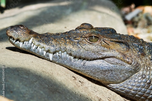 Freshwater crocodile   Crocodylus mindorensis   living in Philippine.