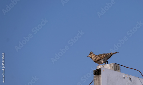 Eurasian skylark - Alauda arvensis. It is called “Hibari” in Japan.
