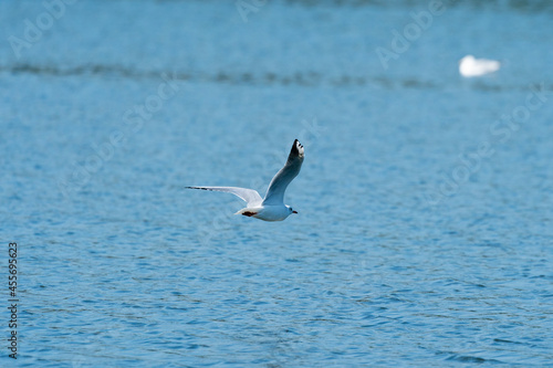 seagull in flight