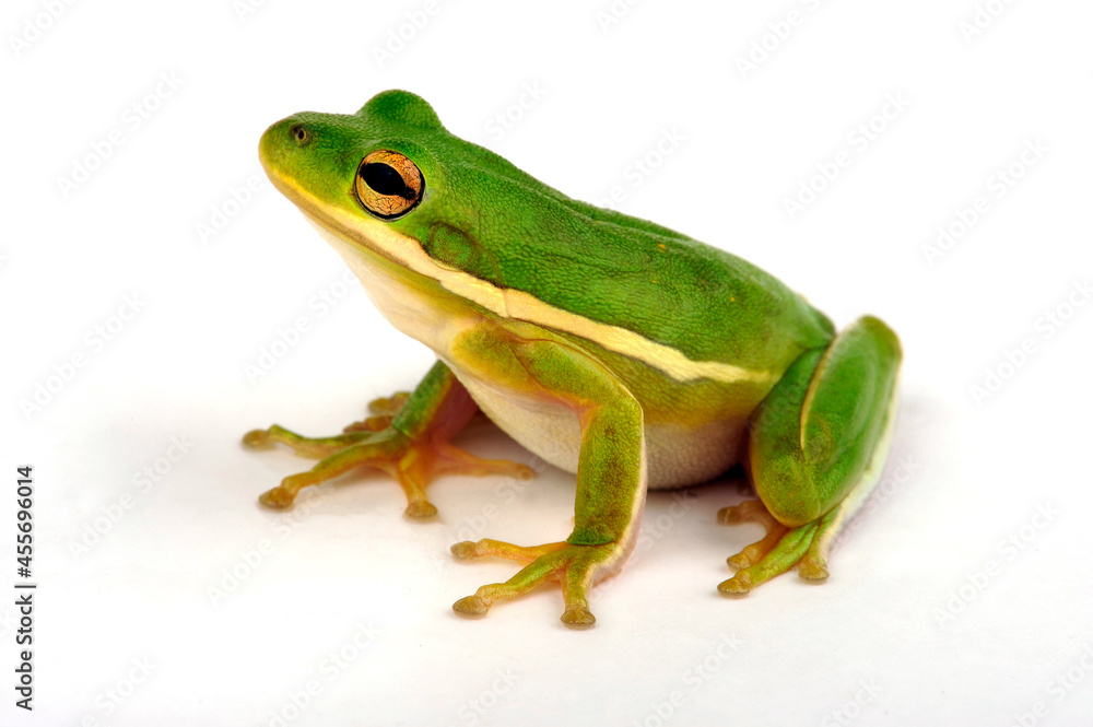 American green tree frog // Karolina-Laubfrosch (Dryophytes cinereus) American green tree frog // Karolina-Laubfrosch (Dryophytes cinereus)