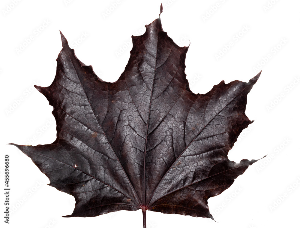 Naklejka premium a large red maple leaf lying on a white background
