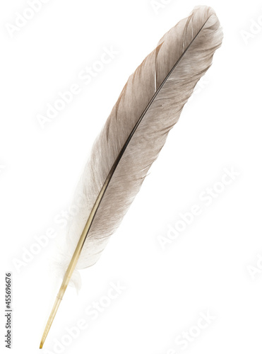 Natural bird feathers isolated on a white background. Big goose feathers.