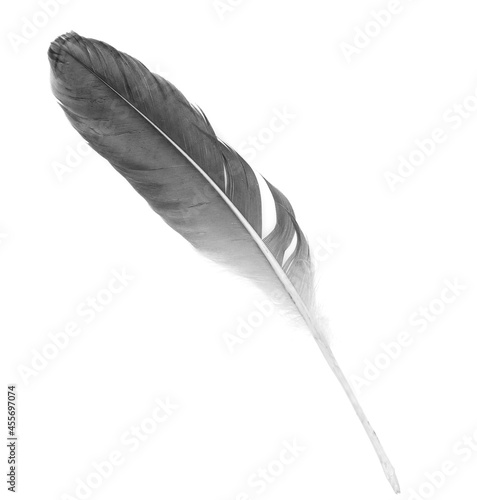 Natural bird feathers isolated on a white background. Black big goose feathers.