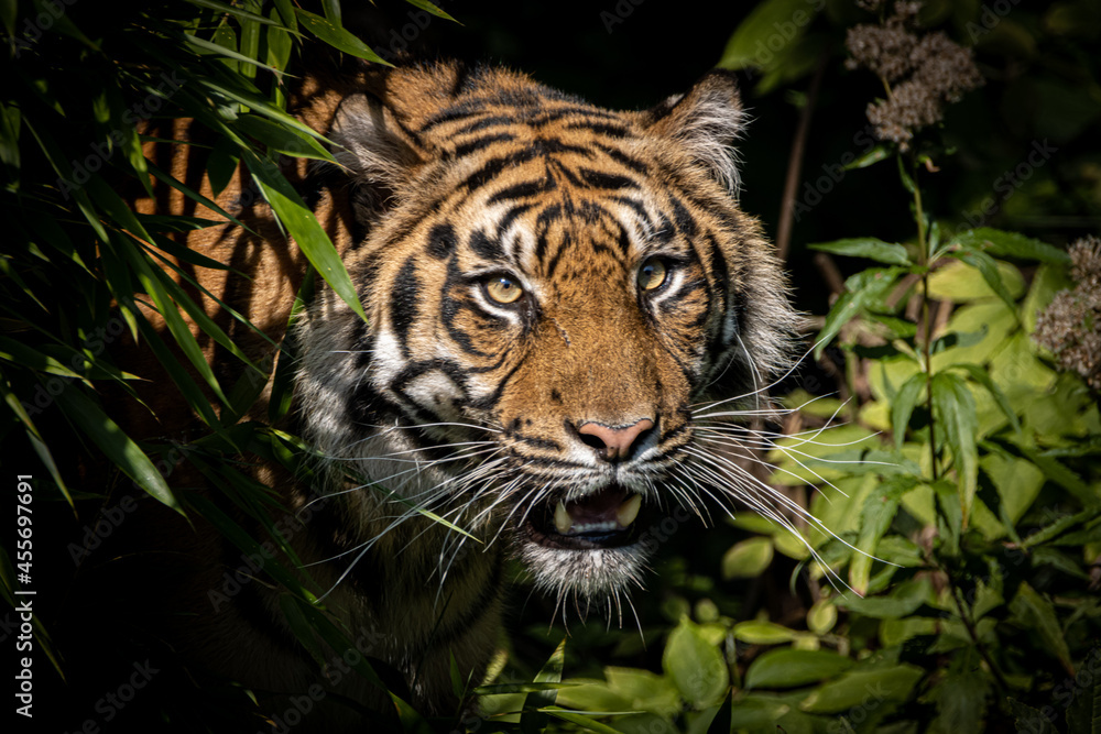 tiger walking through the jungle tiger walking through the jungle