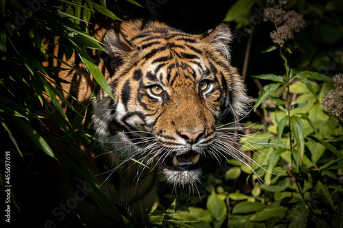 tiger walking through the jungle