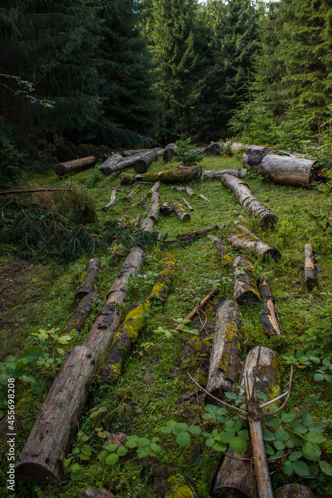 Deforestation. Felled trees on the meadow in the forest in afternoon. Cut trees
Environmental problems. Earth day. Forest and nature destruction Deforestation. Felled trees on the meadow in the forest in afternoon. Cut trees
Environmental problems. Earth day. Forest and nature destruction