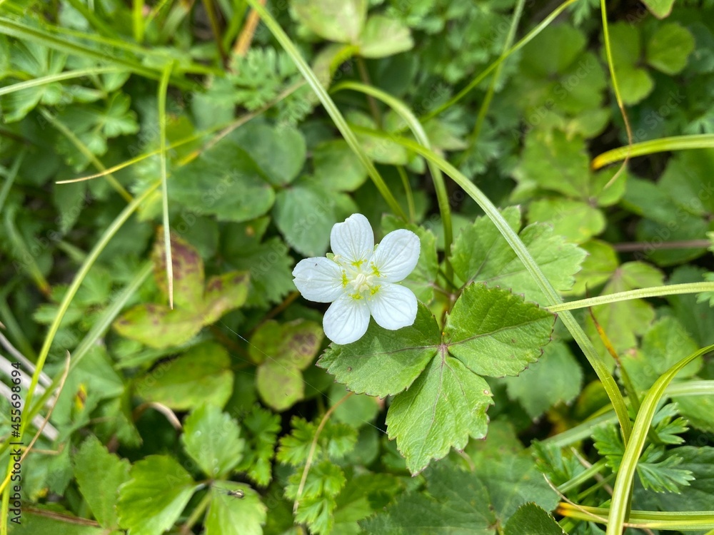 flower in the forest flower in the forest