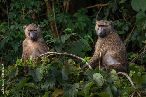 Tablou pe pânză Olive Baboon - Papio anubis, large ground primate from African bushes and woodlands, Bale mountains, Budongo forest, Uganda