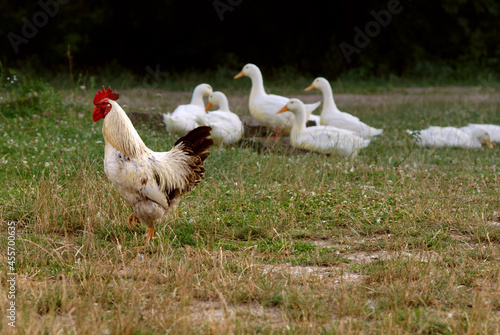 Rooster and geese on the meadow