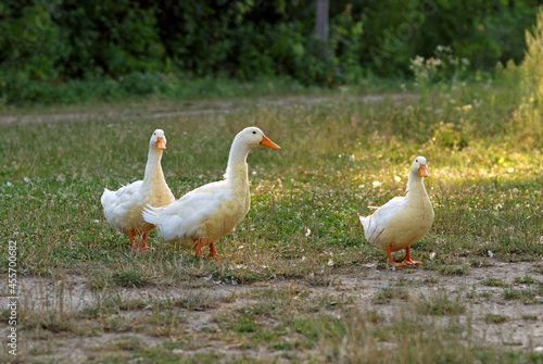 Group of geese at sunset