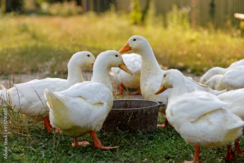 Eating geese on farmyard