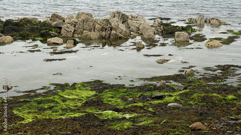 rocks and seaweed in the sea, Audley's Castle, Strangford, Northern Ireland