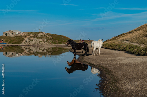 I cavalli liberi al lago Scaffaiolo photo