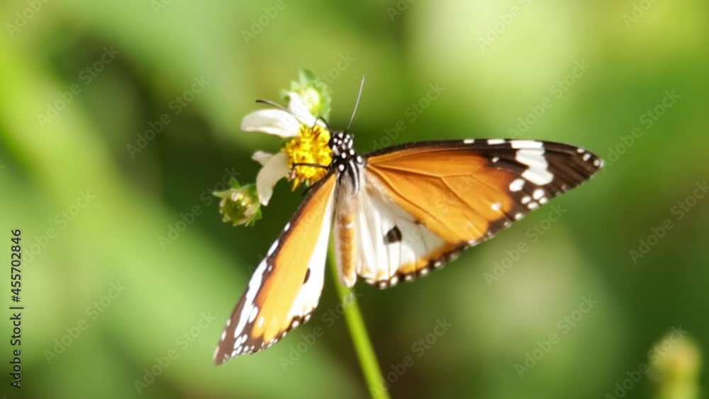 closeup clip of a butterfly in nature closeup clip of a butterfly in nature