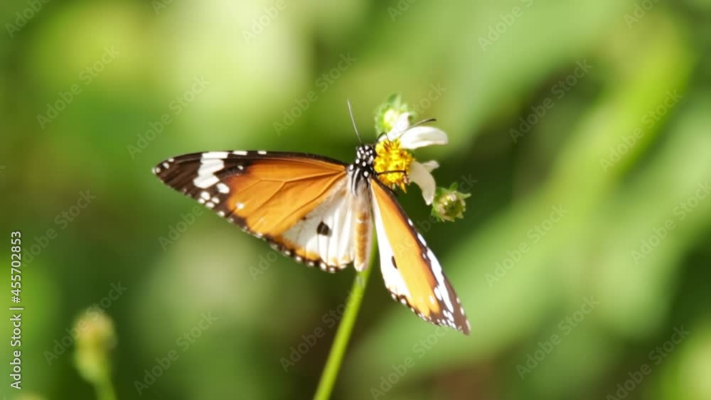 closeup clip of a butterfly in nature closeup clip of a butterfly in nature