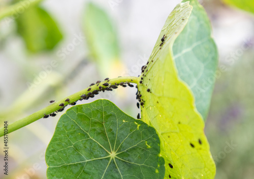 Photos A herd of plant louse (aphid) on a green leaf