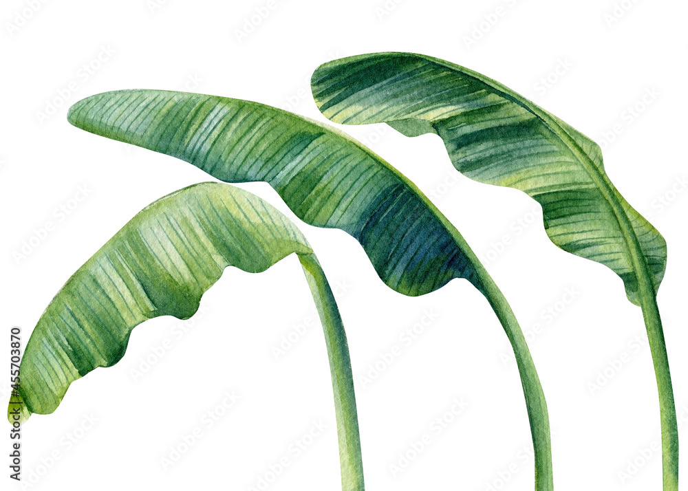 Fototapeta premium Tropical set palm leaves on isolated white background, watercolor illustration. Jungle design