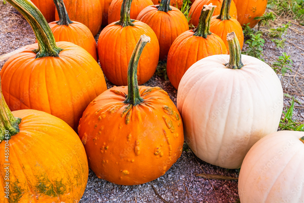 Different varieties of orange and white pumpkins in the pumpkin garden. Preparing for Halloween Different varieties of orange and white pumpkins in the pumpkin garden. Preparing for Halloween
