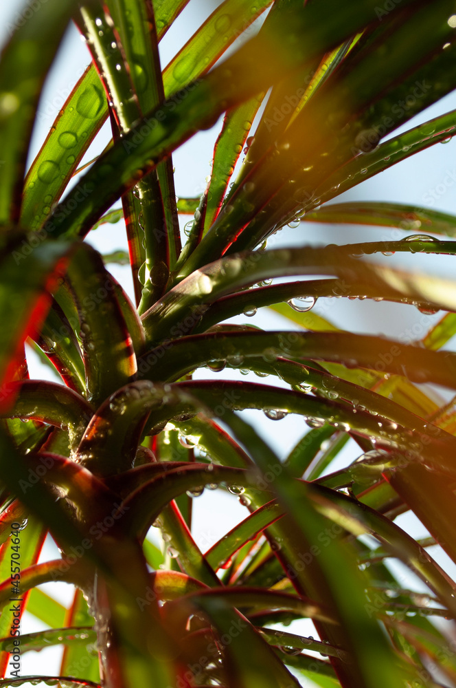 Obraz premium palm tree leaves